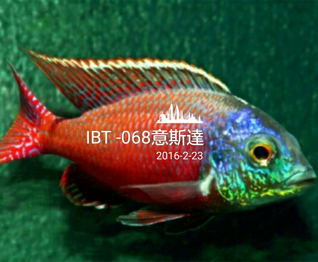 IBT058.068魚
