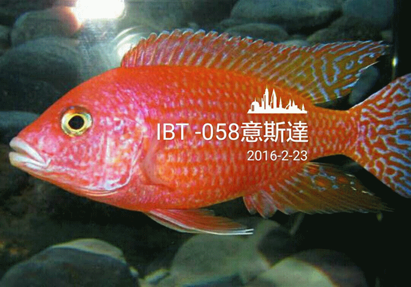 IBT058.068魚