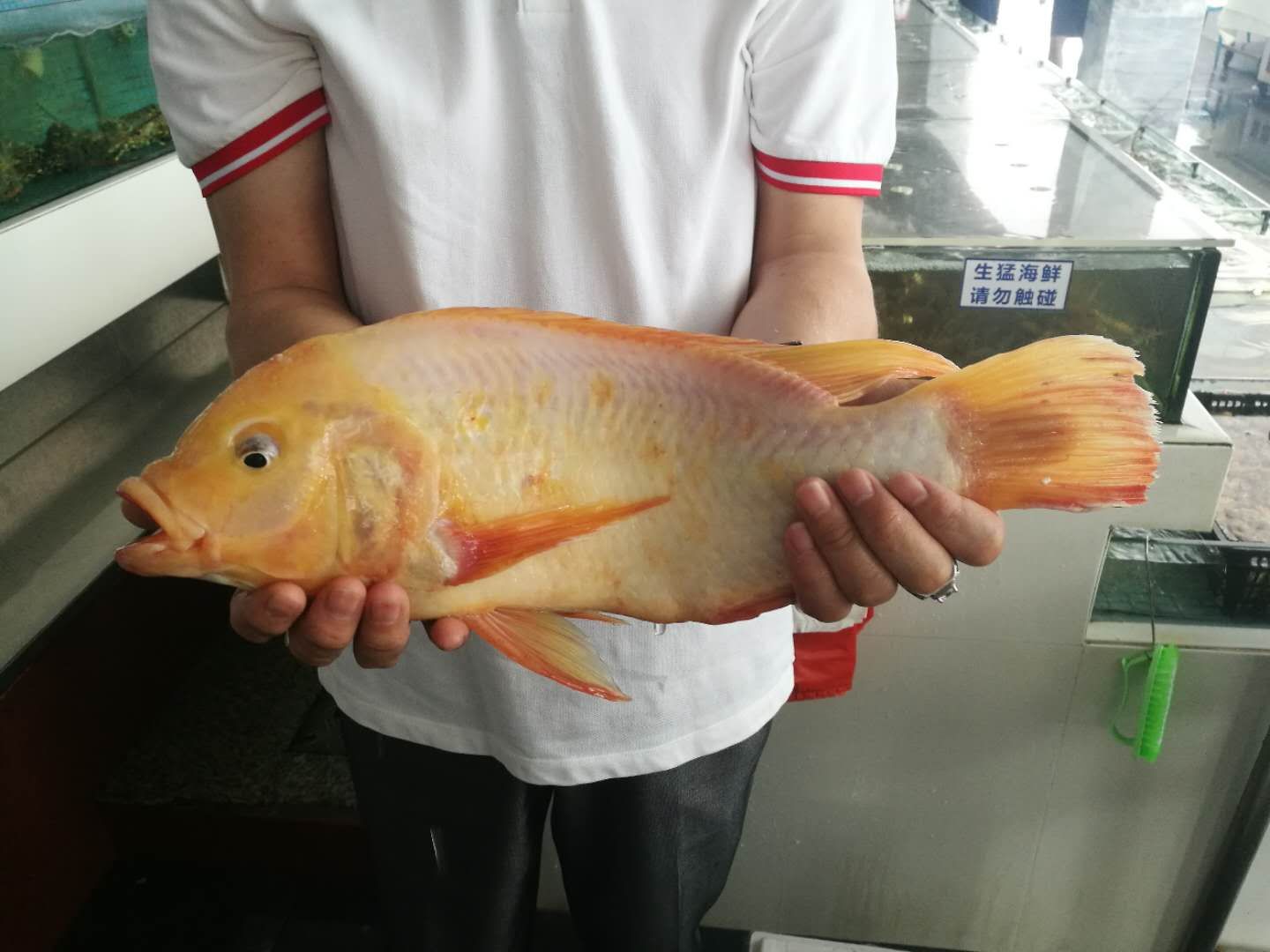 金海鯛魚圖